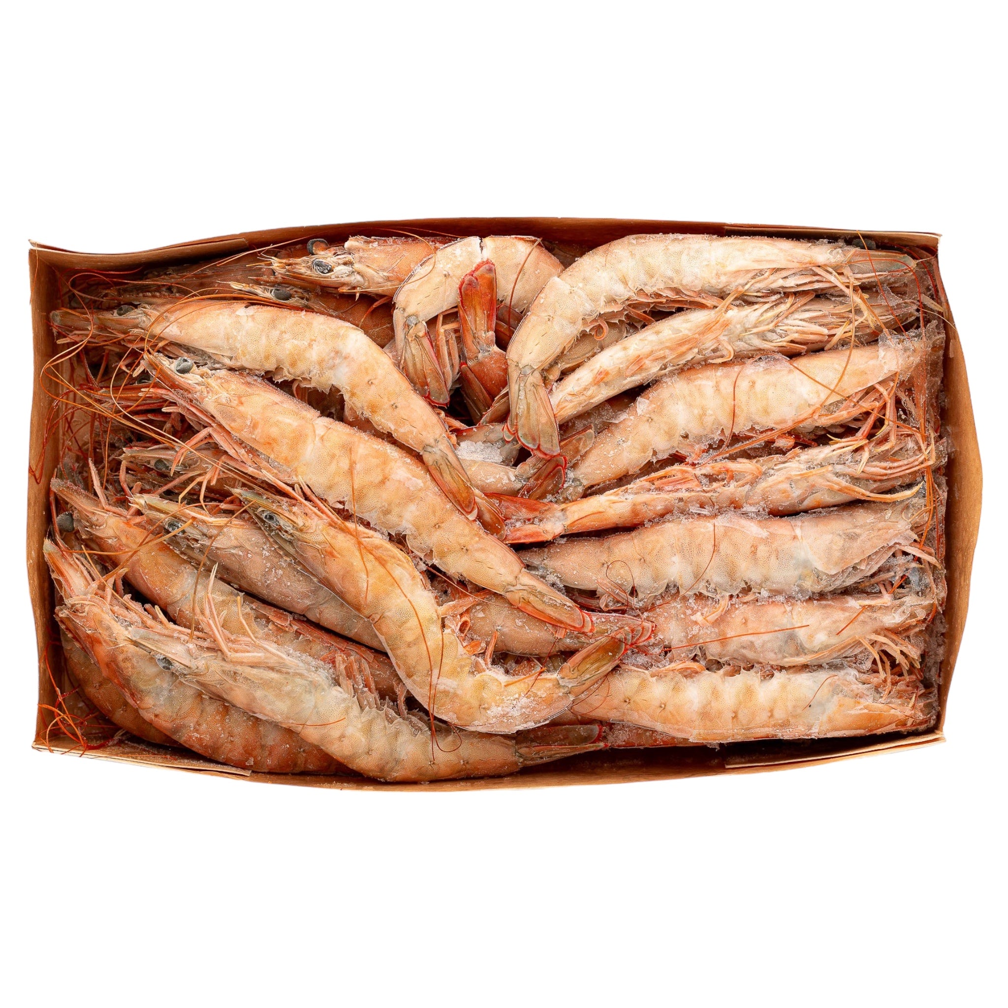 Γαρίδα Ατλαντικού Νο3