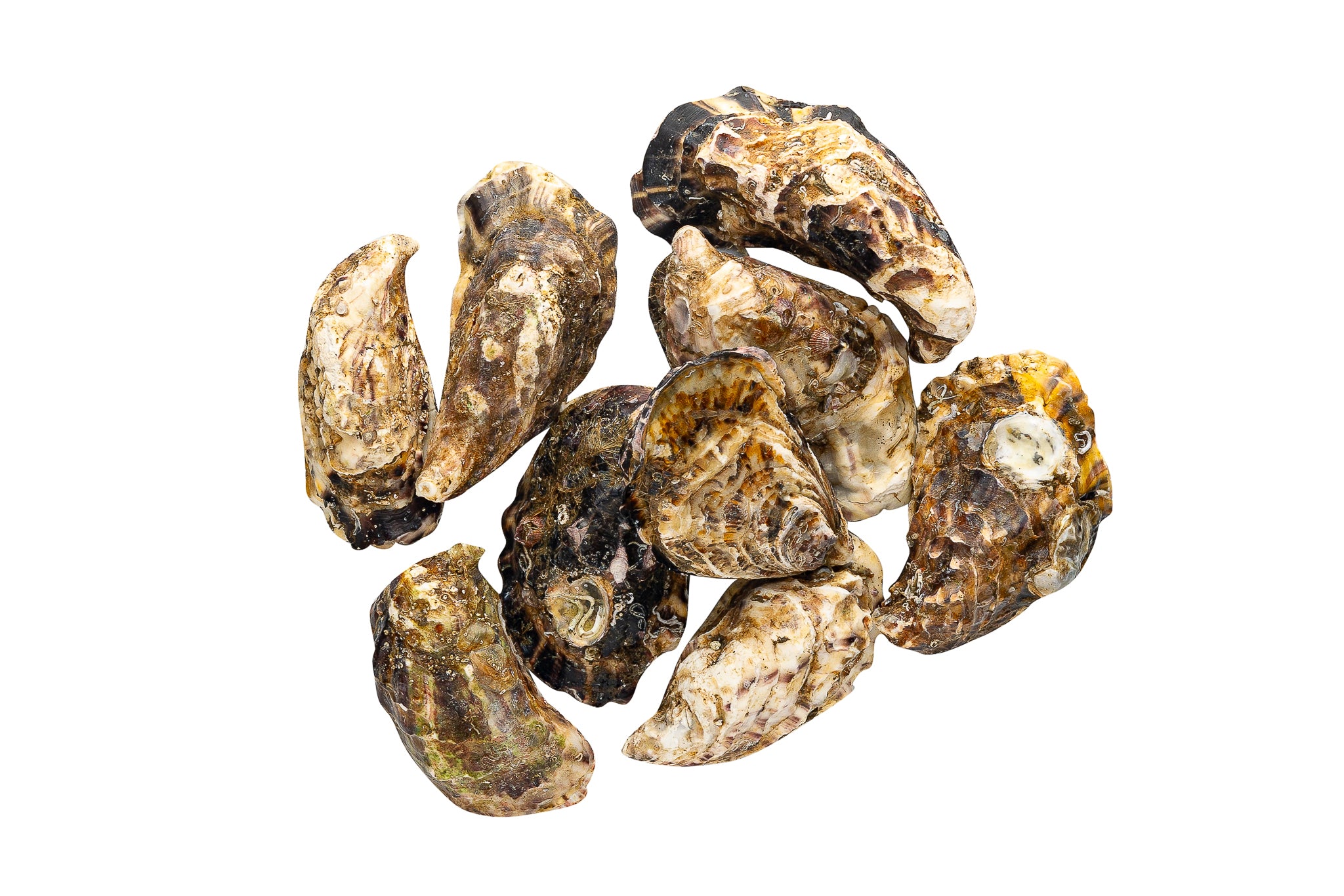 Στρείδια Γαλλικά Fin de claire