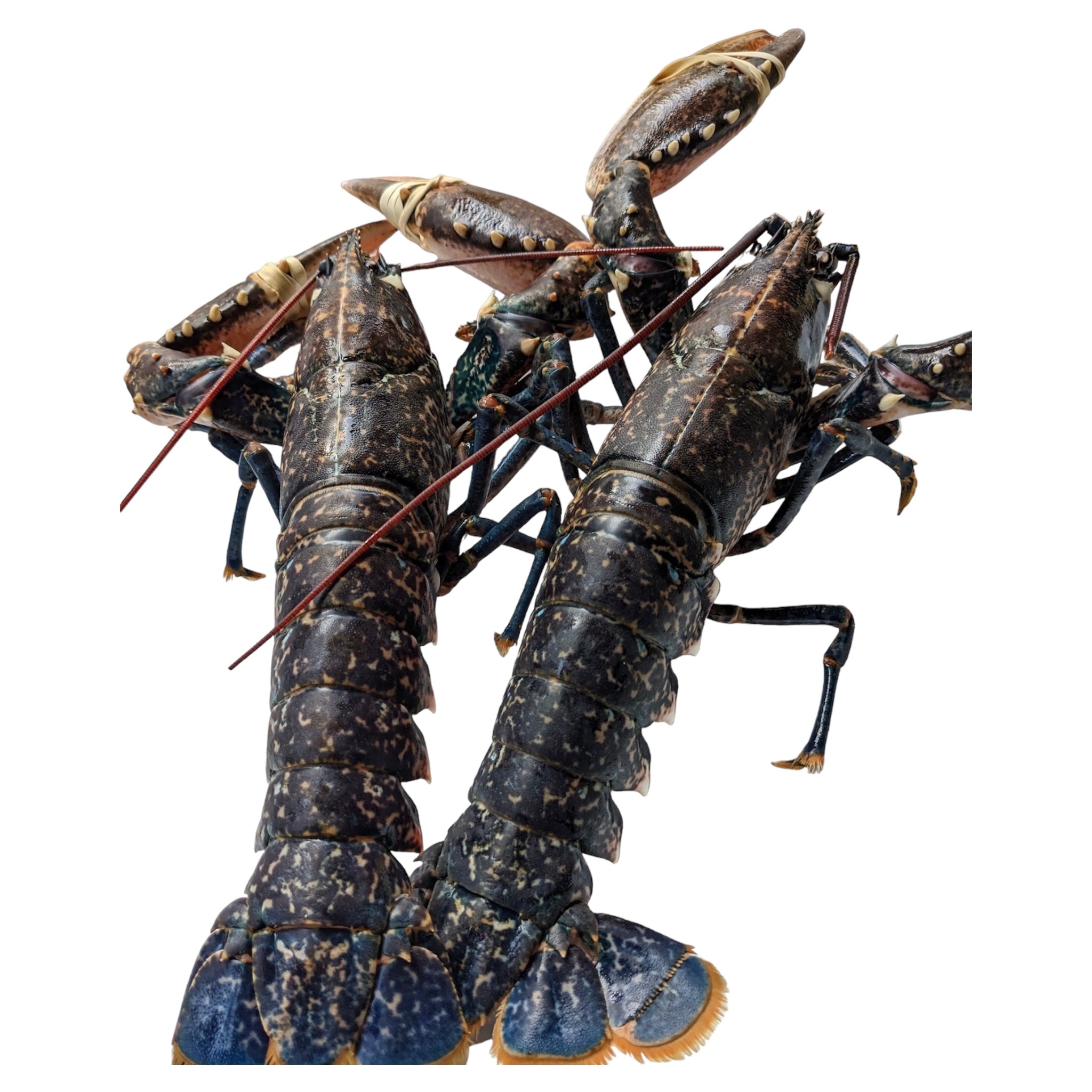 Αστακός μπλε Βρετάνης με δαγκάνες