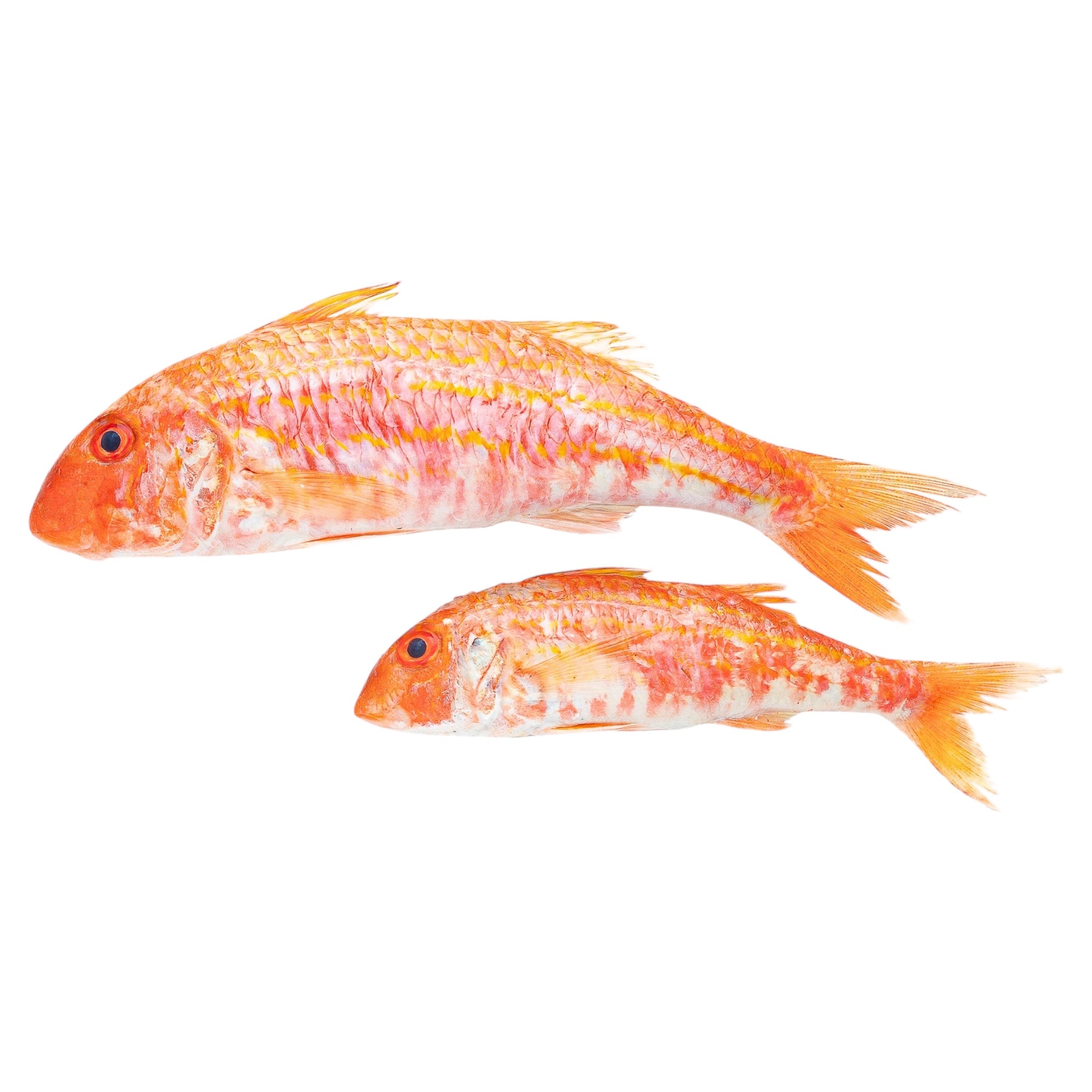 Μπαρμπούνι μικρό