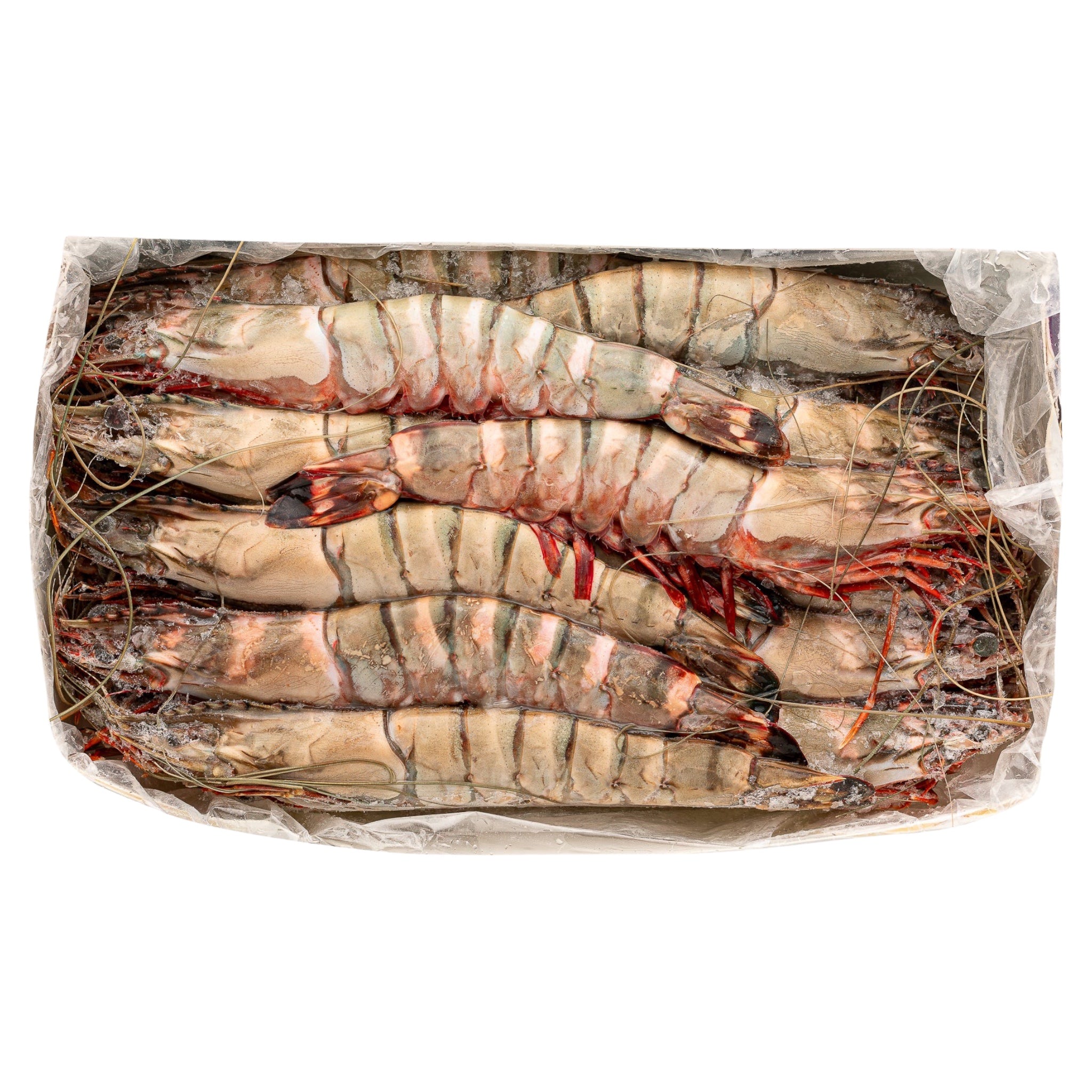 Γαρίδα Ατλαντικού 10/15