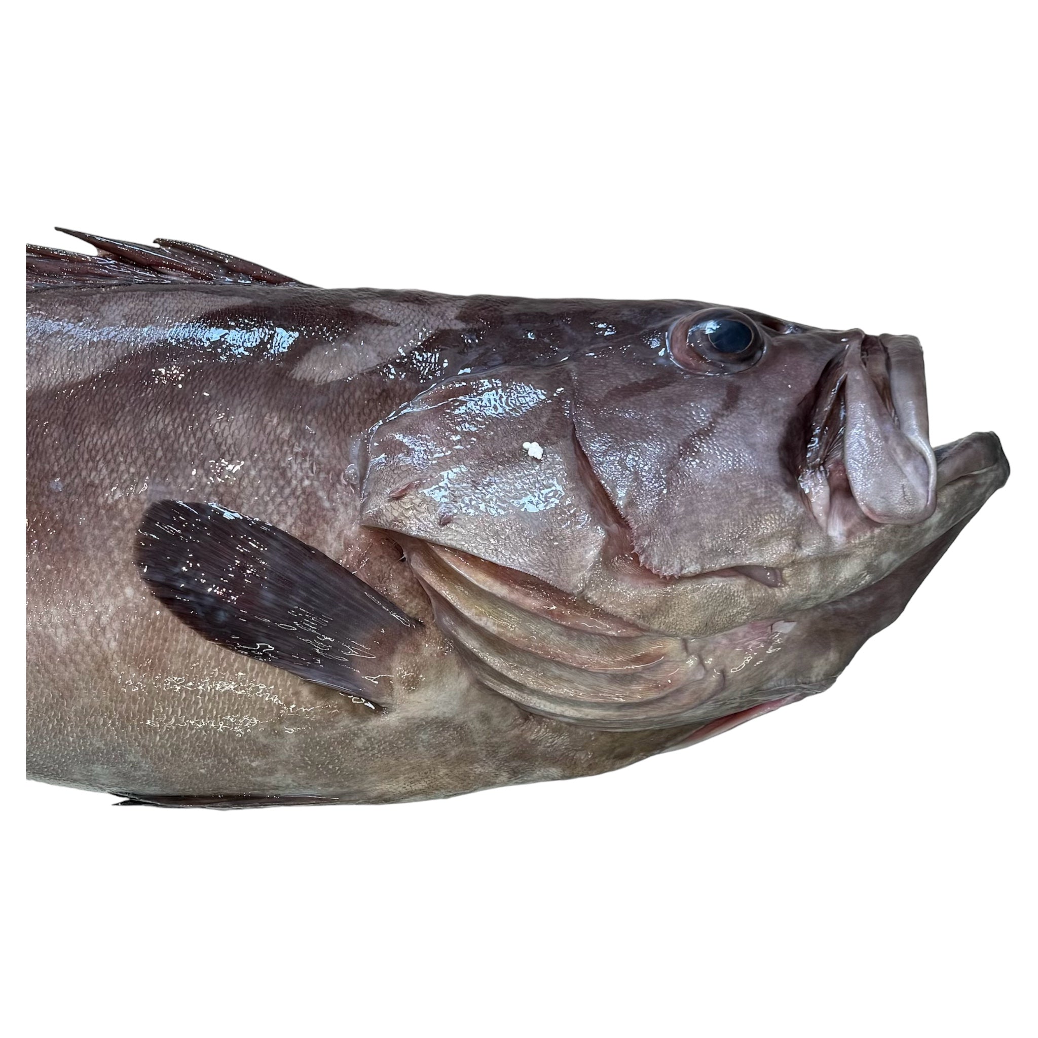 Βλάχος ή Βλαχοσφυρίδα