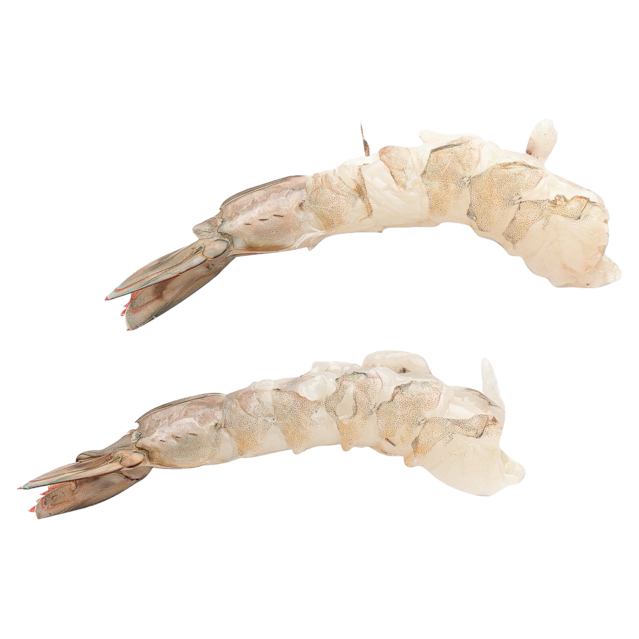 Γαρίδα Νο1 Ατλαντικού αποφλοιωμένη με ουρά