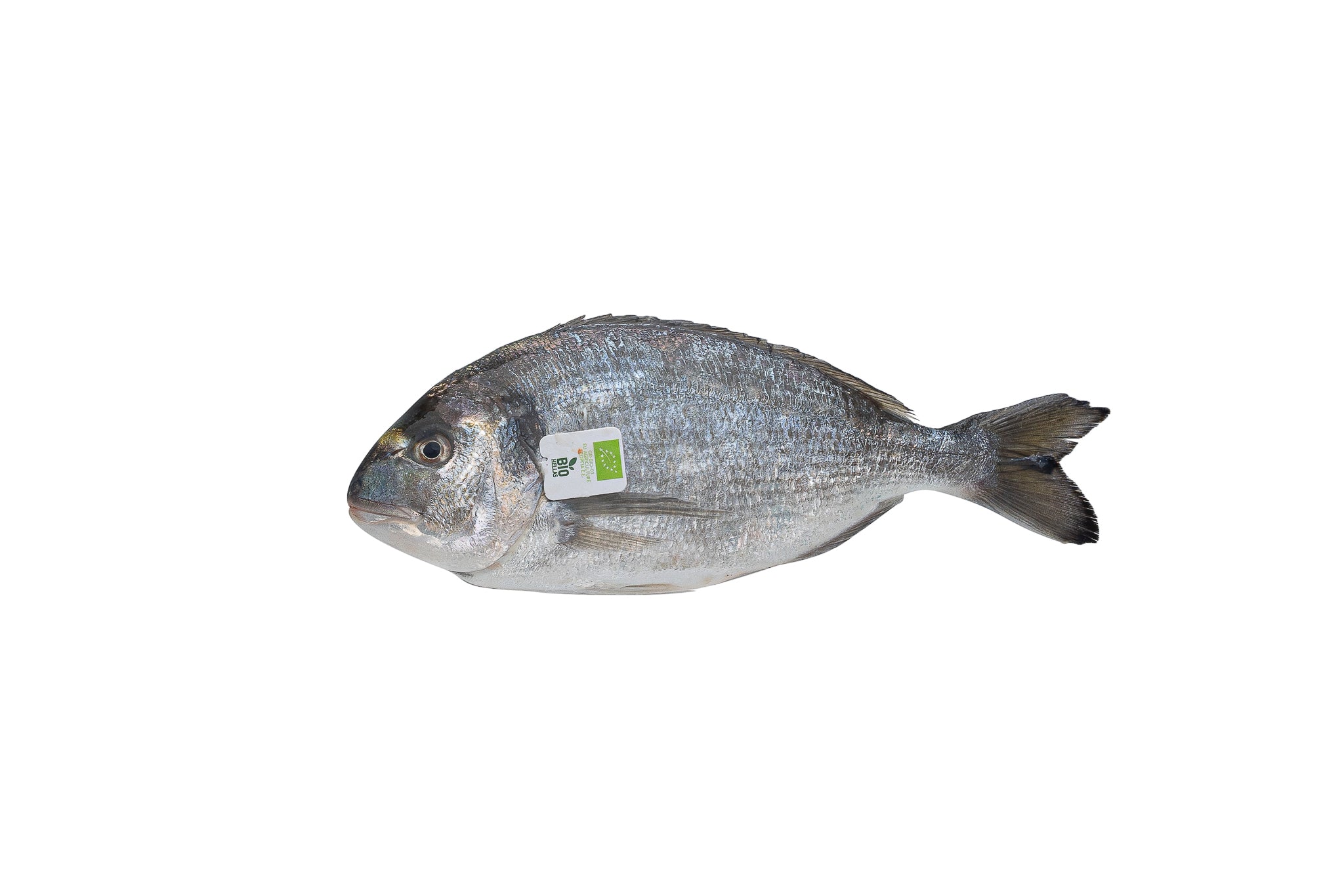 Τσιπούρα Υδατοκαλλιέργειας