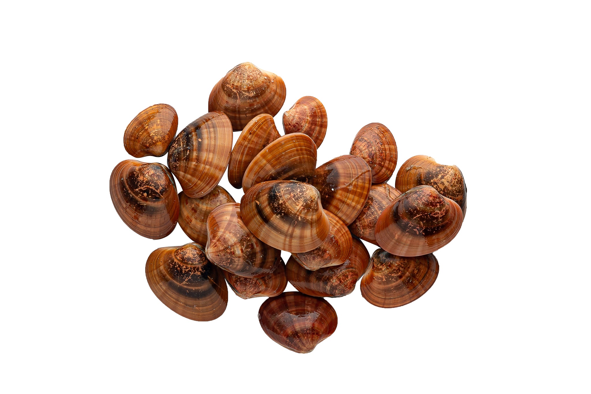 Γυαλιστερές