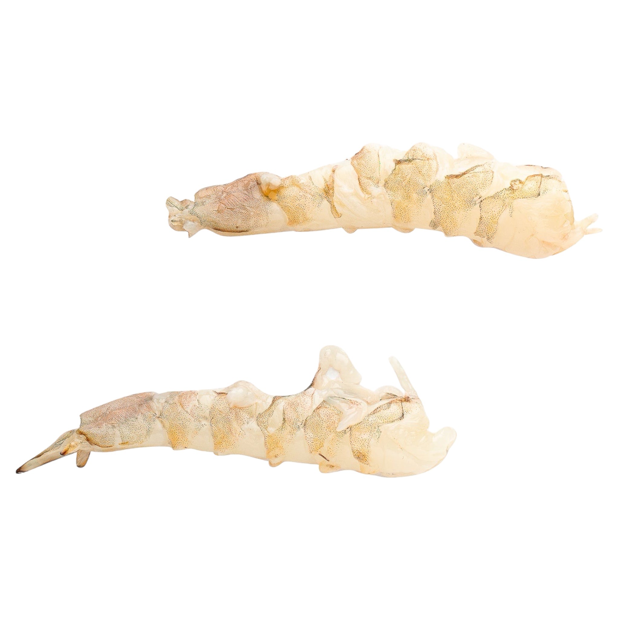 Γαρίδα Νο1 Ατλαντικού αποφλοιωμένη στο χέρι