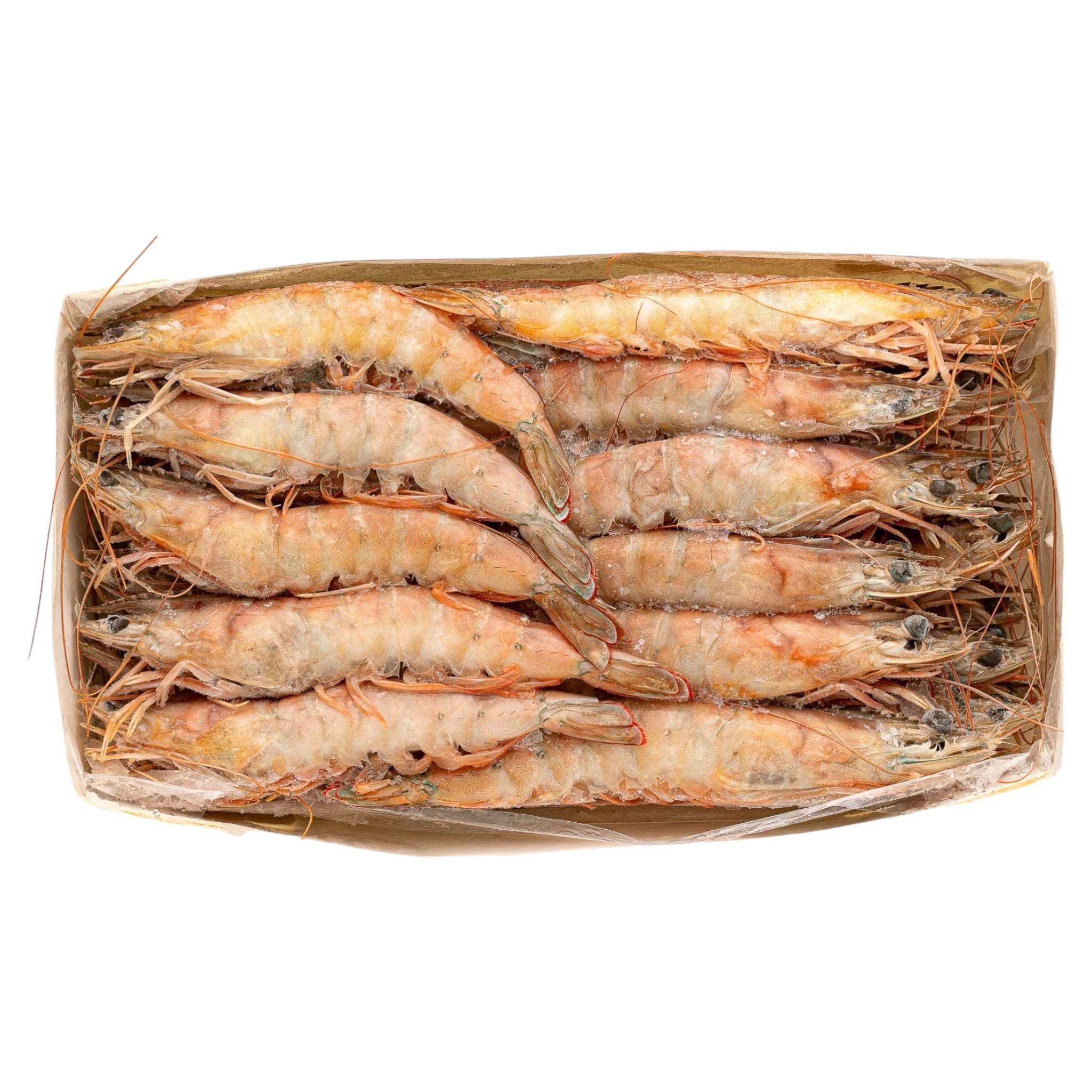 Γαρίδα Ατλαντικού No1