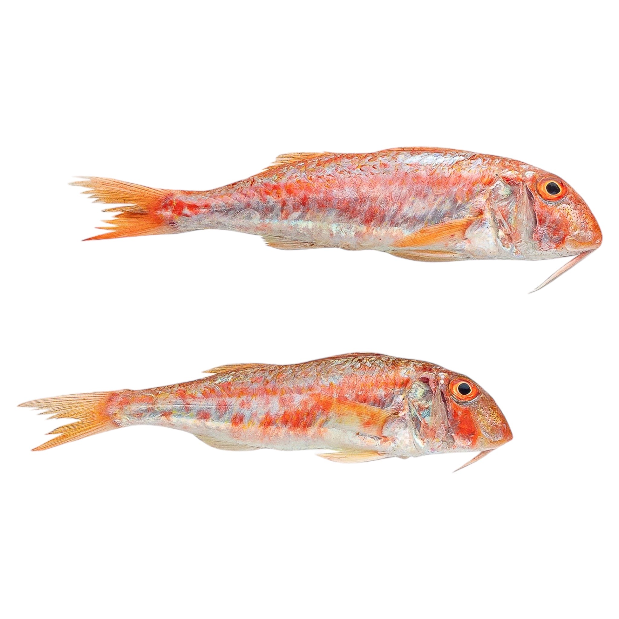 Κοτσομούρα μεγάλη