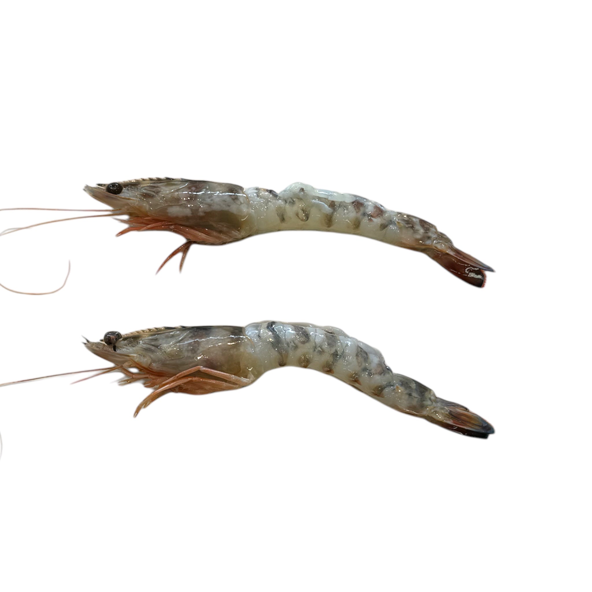 Γαρίδα γάμπαρη αποφλοιωμένη με κεφάλι & ουρά